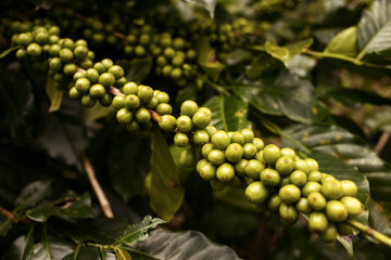 Coffee plantation in Da Lat, Vietnam