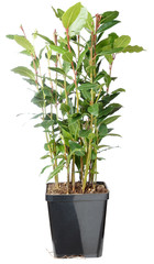 Fototapeta premium Bay bush - Laurus nobilis