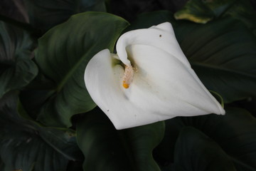 blanco