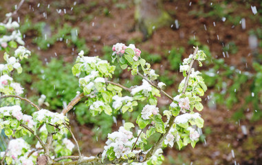 Apple tree blossoms in snow Snowfall spring