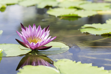  pink lotus in a pond