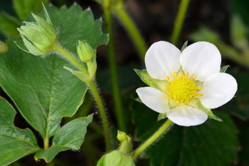 fleur fraisier fraise