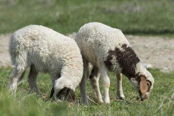 Naklejka na ściany i meble lambs, two weeks old, standing on the grass