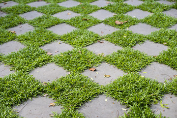 green floor in backyard