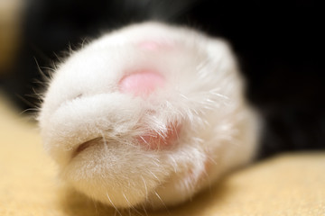 White cat paw close-up.