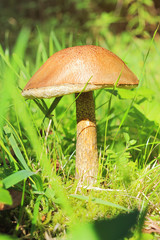 Brown-cap boletus