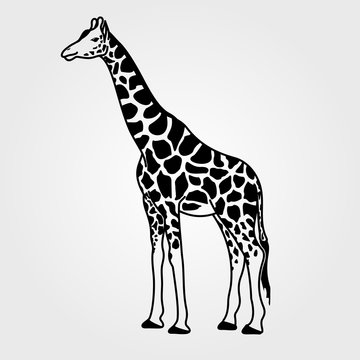 Giraffe icon isolated on white background.