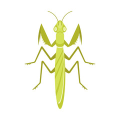 Vector flat style illustration of mantis