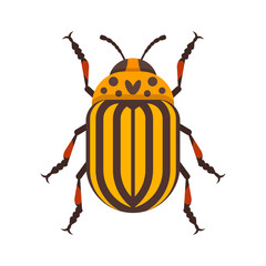 Vector flat style illustration of Colorado beetle.