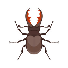 Vector flat style illustration of stag beetle.