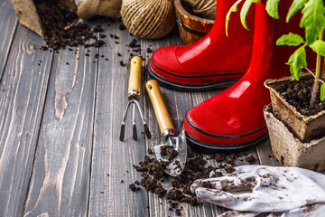 Garden red boot with seedlings tomato ground in pot glove