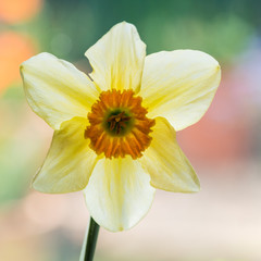 Fototapeta premium Nice Narcissus
