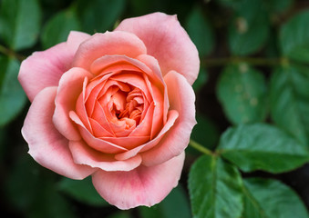 Patio Rose