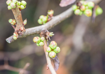 Budding Quince