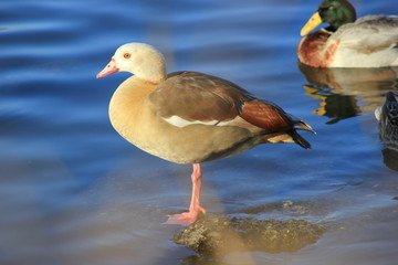 Nilgans und Stockente an einem See in Österreich