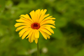 A solitary yellow wildflower bloom