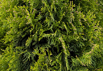 Fototapeta premium plant