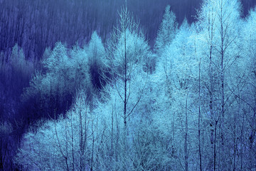 北海道、美瑛の樹氷