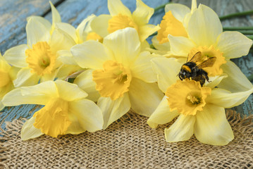 Fototapeta na wymiar Spring bumblebee with yellow daffodils