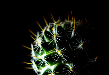 Fototapeta premium Cactus species Mammillaria on black background