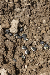 Seeds of decorative beans