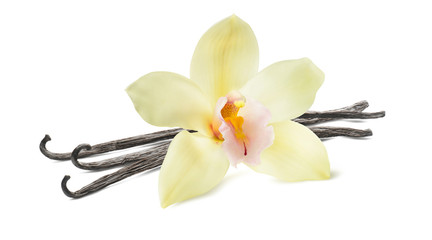 Fototapeta na wymiar Vanilla bean flower isolated on white background
