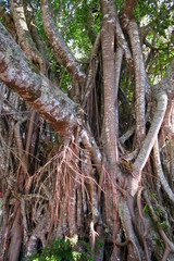 big and lonely tree standing in a garden