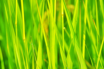 Fototapeta na wymiar Juicy grass