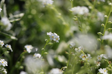 myosotis