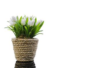 White tulips in flowerpot with isolated white background