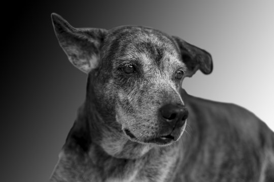 Dog on dark background. Black and white image.