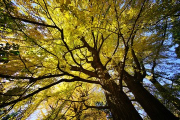 イチョウの黄葉