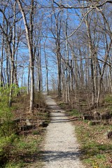 The nature trail in the forest.