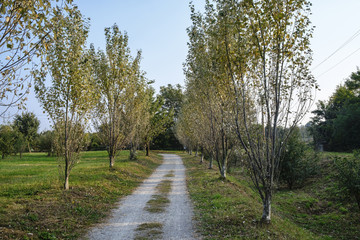 Milan (Italy): park of Grugnotorto at fall