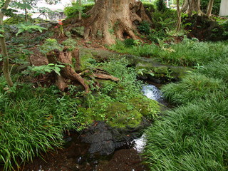 湧き出る泉と曼珠沙華