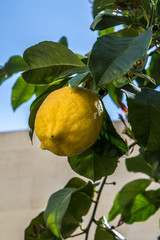 Zitrone an Baum in Lecce