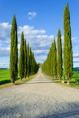 Viale di cipressi in Toscana