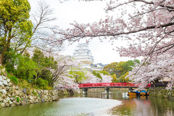 Naklejka premium Himeji Castle with Red Bridge While Cherrry Blossoms Viewing Festival
