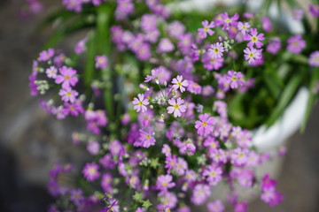 サクラソウ　STFレンズ