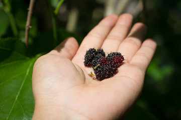 hand holding mulberries with sun light in the garden. soft focus to mulberries. fresh organic mulberry fruit.