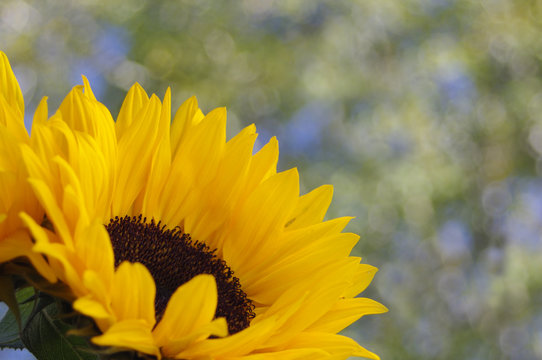 Bright yellow sunflower with tree background