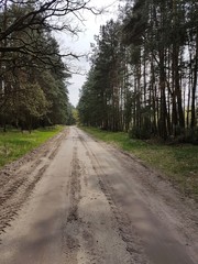 Fototapeta premium Przez Las