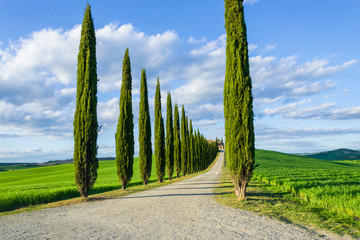 Viale di cipressi in Toscana - obrazy, fototapety, plakaty