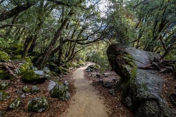 Hiking trail in the woods - Yosemite National Park, California, USA