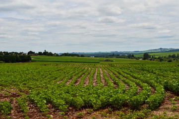 Fototapeta na wymiar field with plantation of soybean