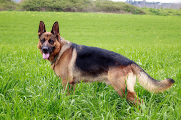 German shepherd dog