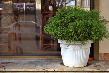 Fototapeta na wymiar Green bush plant in a white flowerpot on a shop entrance.