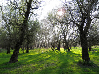 Fototapeta na wymiar Glade in forest after rain with green grass and trees in early spring