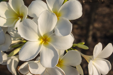 Obraz na płótnie Canvas Plumeria is a genus of flowering plants in the dogbane family. Most species are deciduous shrubs or small trees. Common names for plants in the genus vary widely according to region.