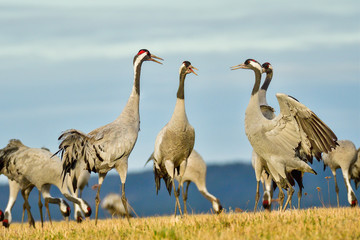 Eurasian crane
